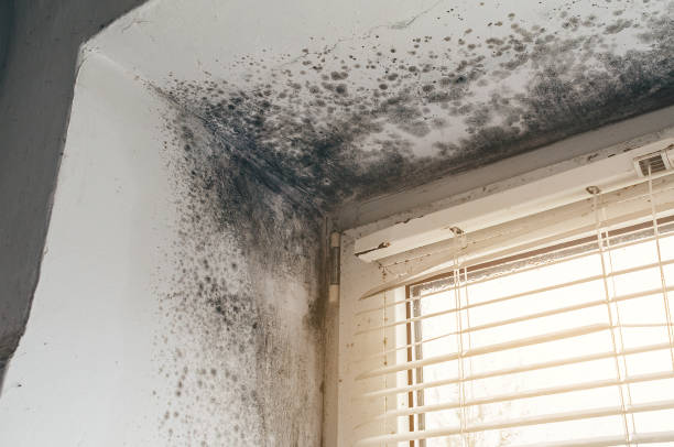 Affordable Mold Inspection And Testing solutions in Carrboro, NC